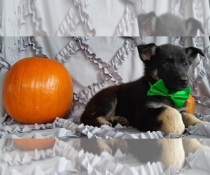 German Shepherd Dog Puppy for sale in LANCASTER, PA, USA