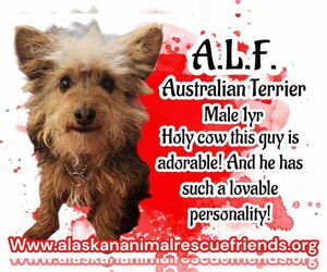 Australian Terrier-Unknown Mix Dogs for adoption in Anchorage, AK, USA