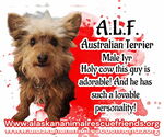 Small Australian Terrier Mix
