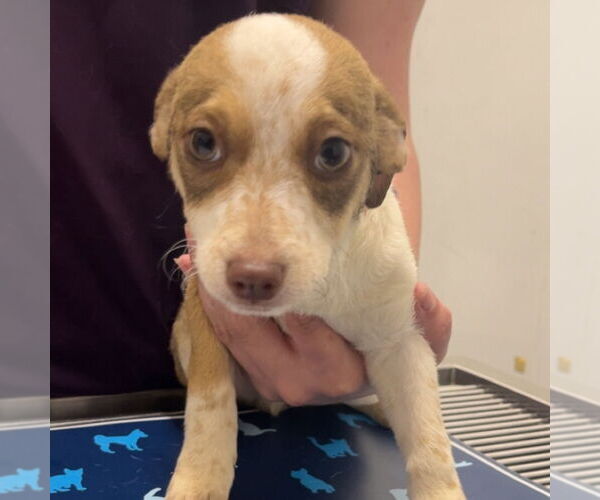 Medium Photo #1 Chihuahua-Unknown Mix Puppy For Sale in Chico, CA, USA