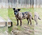 Small Catahoula Leopard Dog Mix