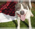 Small #3 American Staffordshire Terrier Mix