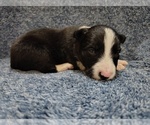 Small Photo #206 Border Collie Puppy For Sale in NORBORNE, MO, USA