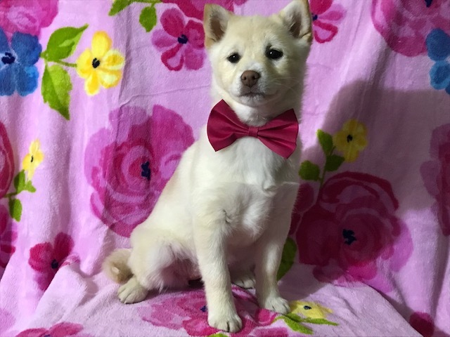 Medium Photo #10 Pom-Shi Puppy For Sale in HONEY BROOK, PA, USA
