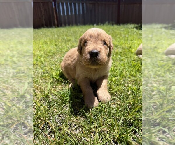 Medium Photo #14 Golden Retriever Puppy For Sale in SACRAMENTO, CA, USA