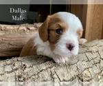 Puppy Dallas Cavalier King Charles Spaniel