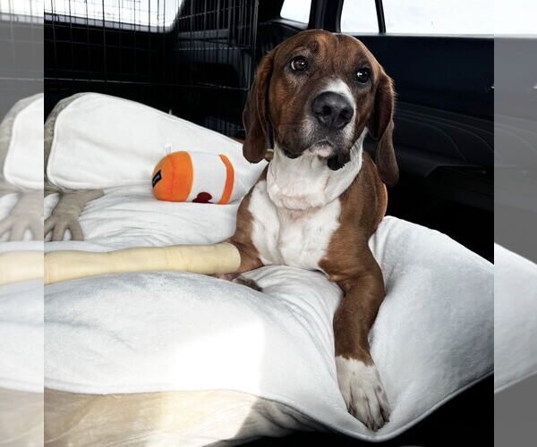 Medium Photo #6 Beagle Puppy For Sale in Houston, TX, USA