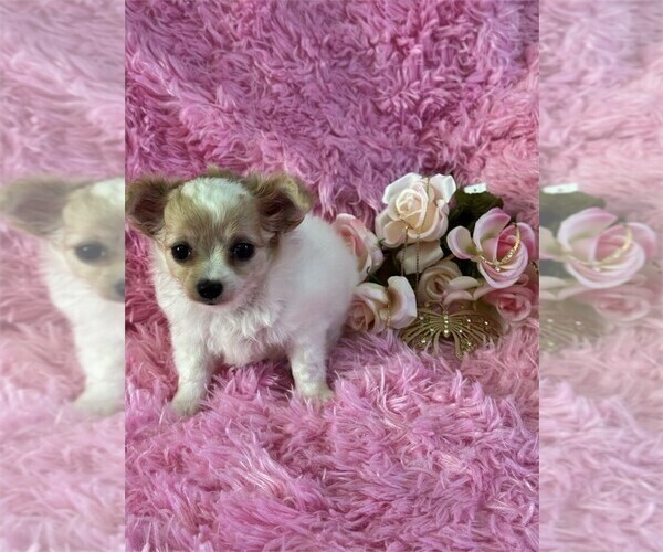 Medium Photo #17 Chihuahua Puppy For Sale in BOSTON, MA, USA