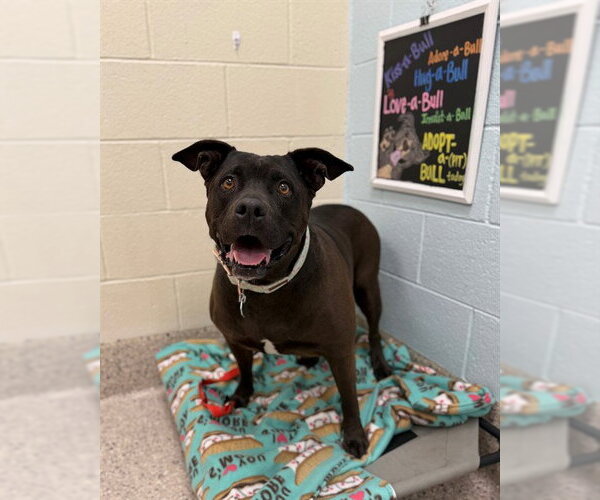 Medium Photo #1 Mutt Puppy For Sale in Brighton, CO, USA