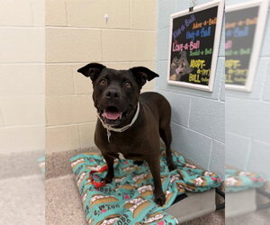 Mutt Dogs for adoption in Brighton, CO, USA