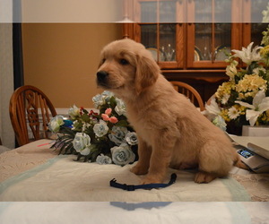 Golden Retriever Puppy for sale in LILLINGTON, NC, USA