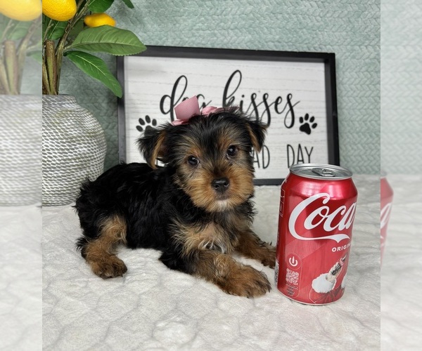 Medium Photo #3 Yorkshire Terrier Puppy For Sale in FRANKLIN, IN, USA