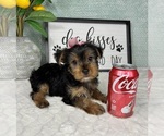 Small #2 Yorkshire Terrier