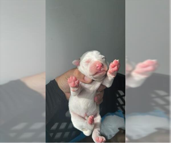 Medium Photo #1 Shepradors Puppy For Sale in Houston, TX, USA