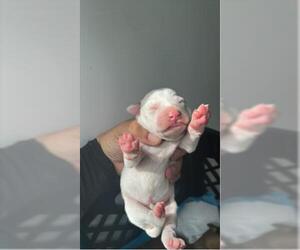 Shepradors Dogs for adoption in Houston, TX, USA