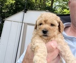 Small #4 Goldendoodle (Miniature)