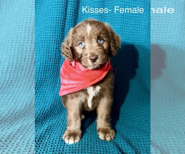 Medium Photo #1 Labradoodle-Miniature Australian Shepherd Mix Puppy For Sale in MANSFIELD, TX, USA