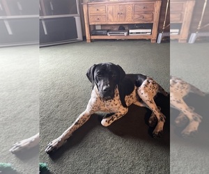 Father of the German Shorthaired Pointer puppies born on 08/29/2026