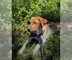 Small #1 Mutt