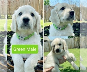 Goldendoodle Puppy for sale in OWASSO, OK, USA