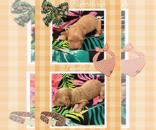 Medium Photo #1 Dachshund Puppy For Sale in NACOGDOCHES, TX, USA
