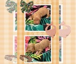 Image preview for Ad Listing. Nickname: Buttercup