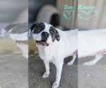 Small #5 American Pit Bull Terrier Mix