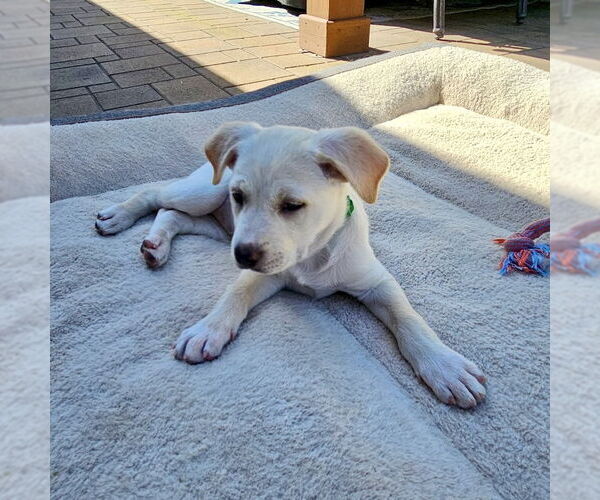 Medium Photo #1 American Staffordshire Terrier-Unknown Mix Puppy For Sale in San Juan Capistrano, CA, USA