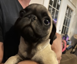 Pug Puppy for sale in CLARKSON, KY, USA