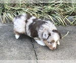 Small Photo #15 Miniature Australian Shepherd Puppy For Sale in HOWE, OK, USA