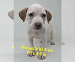 Small #2 Staffordshire Bull Terrier Mix