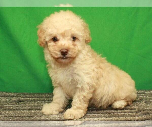 Medium Photo #12 Havanese-Poodle (Toy) Mix Puppy For Sale in SHAWNEE, OK, USA