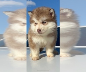 Alaskan Malamute Puppy for sale in BOISE, ID, USA