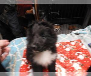 Medium Shetland Sheepdog