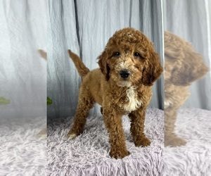 Goldendoodle (Miniature) Puppy for sale in GREENWOOD, IN, USA