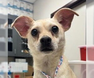 Chihuahua-Unknown Mix Dogs for adoption in Canton, CT, USA