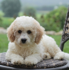 Poochon Puppy for sale in GAP, PA, USA