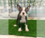 Small Photo #1 Boston Terrier Puppy For Sale in MARIETTA, GA, USA