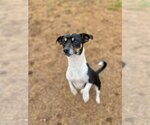 Small Photo #2 Jack-Rat Terrier Puppy For Sale in Pacolet, SC, USA