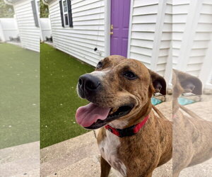 March - Female Labrador Retriever-Plott Hound Mix Dog for Adoption - Photo #3