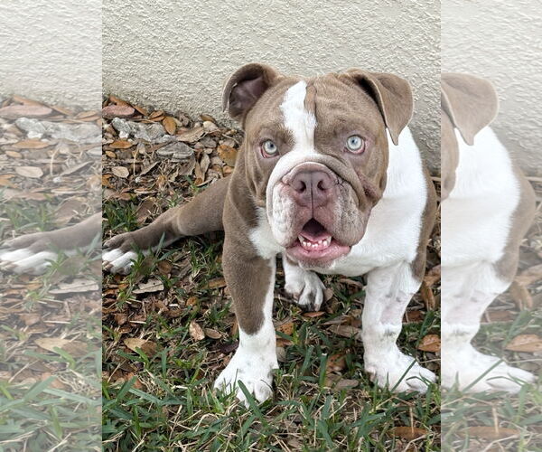 Medium Photo #1 Bulldog Puppy For Sale in Valrico, FL, USA