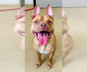 American Pit Bull Terrier-Unknown Mix Dogs for adoption in Derwood, MD, USA