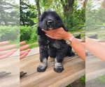 Puppy Junior Newfoundland-Otterhound Mix