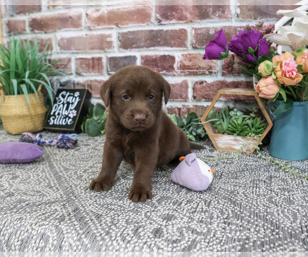 Medium Photo #3 Labrador Retriever Puppy For Sale in SYRACUSE, IN, USA