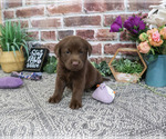 Small #2 Labrador Retriever