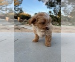 Small Photo #2 Maltipoo Puppy For Sale in APPLE VALLEY, CA, USA