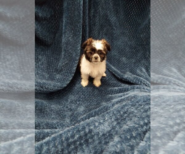 Medium Photo #8 Shih Tzu Puppy For Sale in THE WOODLANDS, TX, USA