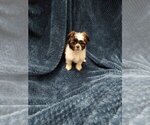 Small Photo #8 Shih Tzu Puppy For Sale in THE WOODLANDS, TX, USA