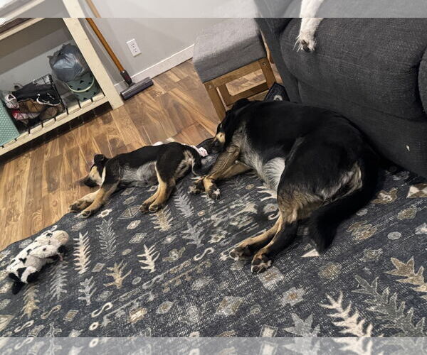 Medium Photo #7 Shepweiller Puppy For Sale in Sandy, UT, USA