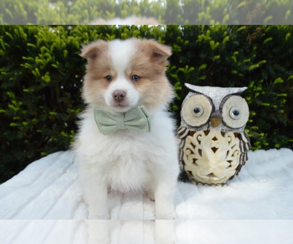 Medium Photo #1 Pomeranian Puppy For Sale in HONEY BROOK, PA, USA